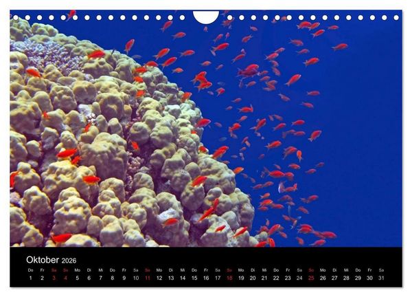 Produktbild: Meeres Sch&ouml;nheiten (Wandkalender 2026 DIN A4 quer), CALVENDO Monatskalender