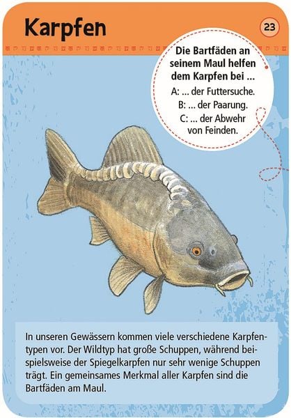 Produktbild: Expedition Natur - 50 heimische Tiere & Pflanzen an Bach & Teich