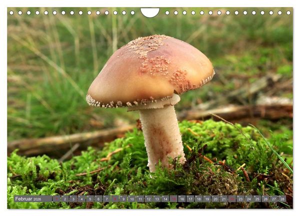 Produktbild: PILZE IM WALD (Wandkalender 2026 DIN A4 quer), CALVENDO Monatskalender