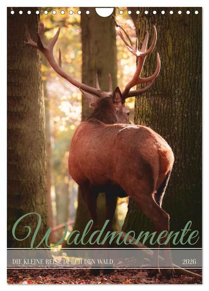Produktbild: Waldmomente (Wandkalender 2026 DIN A4 hoch), CALVENDO Monatskalender