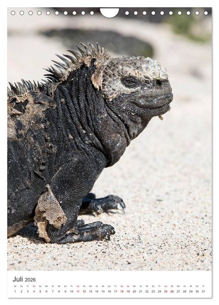 Produktbild: Galapagos - Atemberaubende Tierwelt (Wandkalender 2026 DIN A4 hoch), CALVENDO Monatskalender