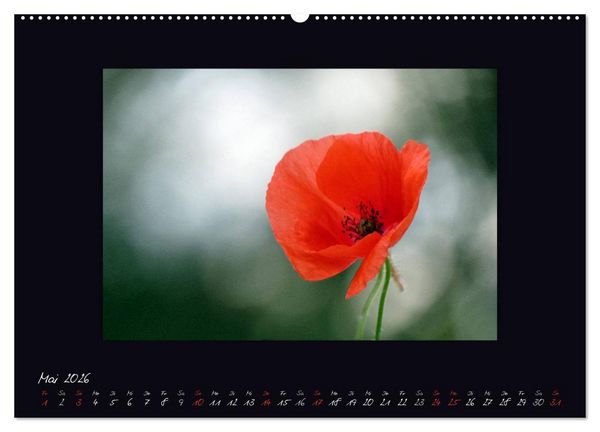 Produktbild: MOHNographie (hochwertiger Premium Wandkalender 2026 DIN A2 quer), Kunstdruck in Hochglanz