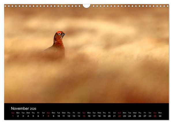 Produktbild: Scotland's Wildlife 2026 (Wall Calendar 2026 DIN A3 landscape), CALVENDO 12 Month Wall Calendar