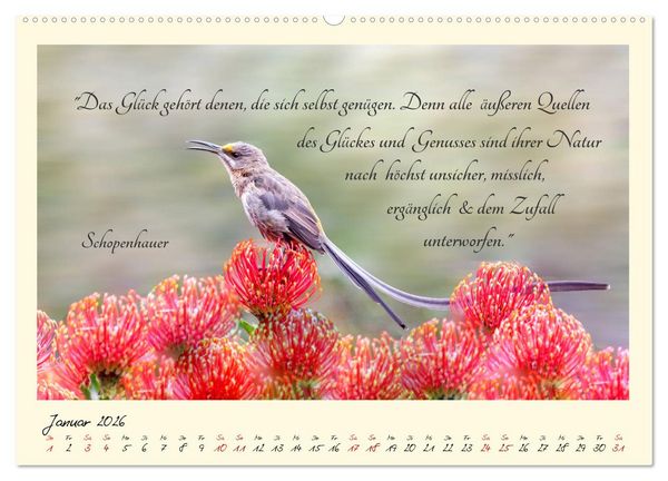 Produktbild: Gl&uuml;cksmomente Gl&uuml;cks-Zitate zu Fotos der gro&szlig;artigen s&uuml;dafrikanischen Tierwelt (hochwertiger Premium Wandkalender 2026 DIN A2 quer), Kunstdruck in Hochglanz