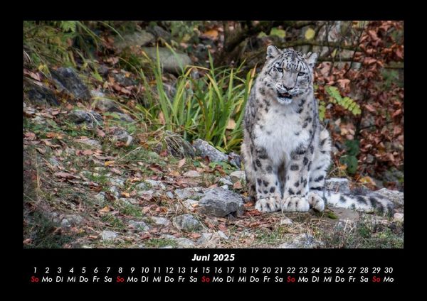 Produktbild: F&uuml;r Katzenfreunde 2025 Fotokalender DIN A3