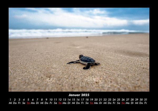 Produktbild: Schildkr&ouml;tenzauber 2025 Fotokalender DIN A3