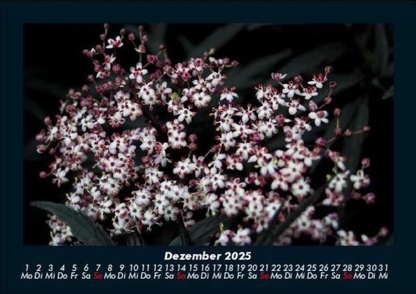 Produktbild: Blumenzauber 2025 Fotokalender DIN A5