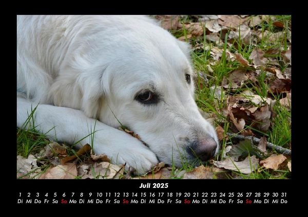 Produktbild: Hundezauber 2025 Fotokalender DIN A3