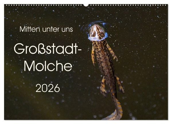 Mitten unter uns - Großstadt-Molche (Wandkalender 2026 DIN A2 quer), CALVENDO Monatskalender