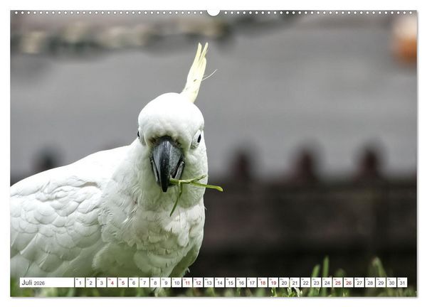 Produktbild: Australiens V&ouml;gel (hochwertiger Premium Wandkalender 2026 DIN A2 quer), Kunstdruck in Hochglanz