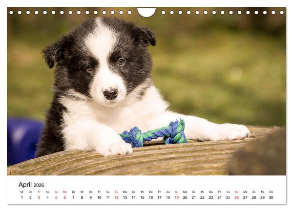 Produktbild: Pfotastische Border Collie Welpen (Wandkalender 2026 DIN A4 quer), CALVENDO Monatskalender