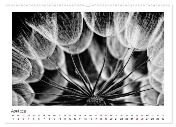Produktbild: Die grafische Sch&ouml;nheit der Pflanzen &ndash; Schwarz-Wei&szlig; (Wandkalender 2026 DIN A2 quer), CALVENDO Monatskalender