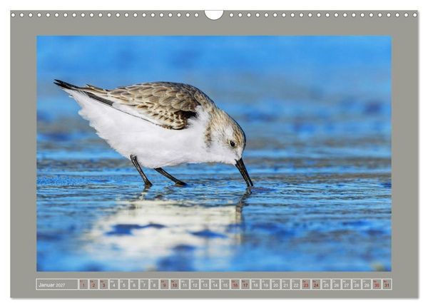 Produktbild: Limikolen - Watv&ouml;gel aus Europa (Wandkalender 2027 DIN A3 quer), CALVENDO Monatskalender