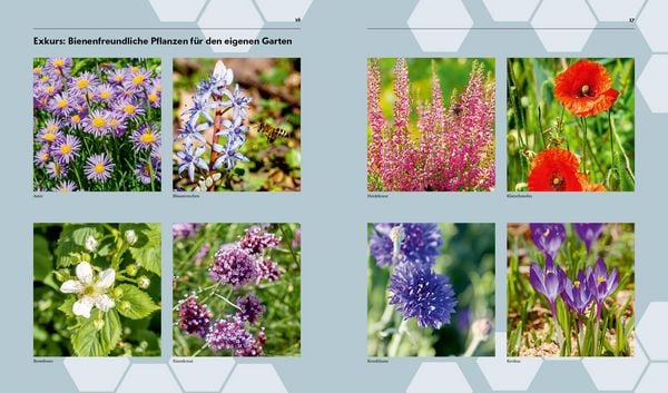 Produktbild: Imkern &ndash; Bienenhaltung f&uuml;r Einsteiger