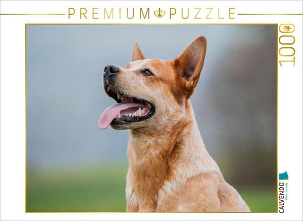 Produktbild: CALVENDO Puzzle Ein Motiv aus dem Kalender Power auf 4 Pfoten. Australian Cattle Dog | 1000 Teile Lege-Gr&ouml;&szlig;e 64x48cm Foto-Puzzle f&uuml;r gl&uuml;ckliche Stunden