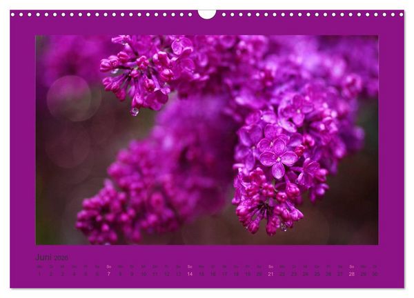 Produktbild: 12 Farben (Wandkalender 2026 DIN A3 quer), CALVENDO Monatskalender