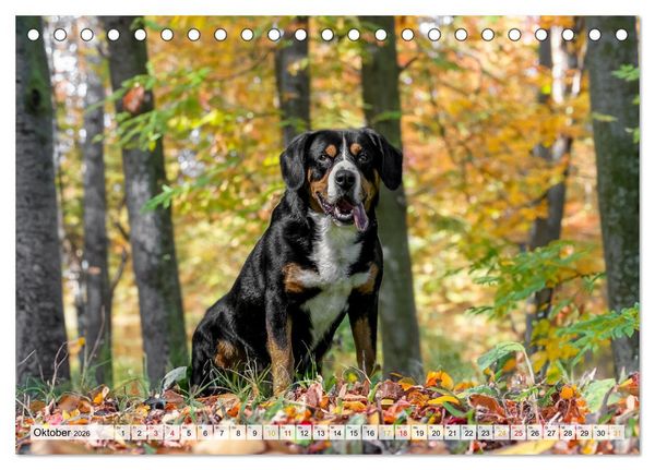Produktbild: Entlebucher - Temperamentvolle Schweizer Sennenhunde (Tischkalender 2026 DIN A5 quer), CALVENDO Monatskalender