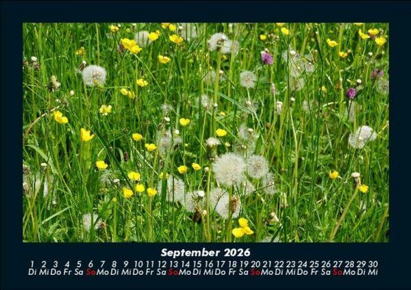 Produktbild: Pflanzen und Bl&uuml;ten 2026 Fotokalender DIN A5