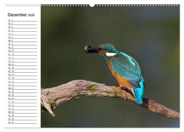 Produktbild: Eisv&ouml;gel (Wandkalender 2026 DIN A2 quer), CALVENDO Monatskalender