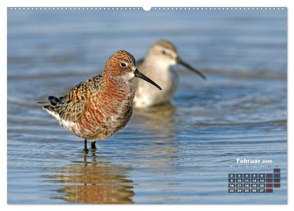 Produktbild: Limikolen - Watv&ouml;gel Europas (hochwertiger Premium Wandkalender 2026 DIN A2 quer), Kunstdruck in Hochglanz