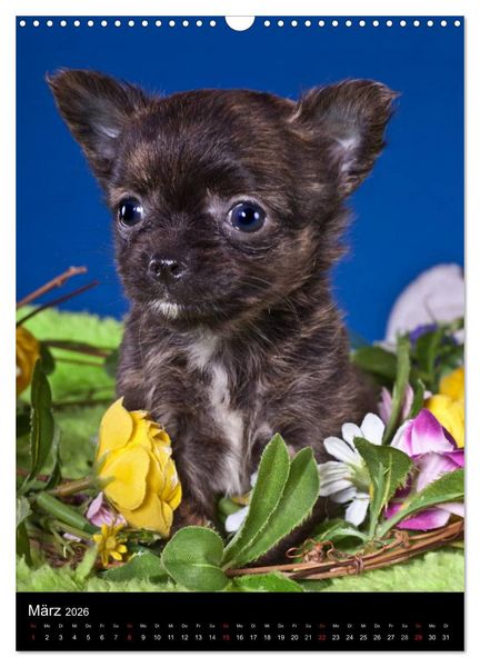 Produktbild: Chihuahua Welpen (Wandkalender 2026 DIN A3 hoch), CALVENDO Monatskalender