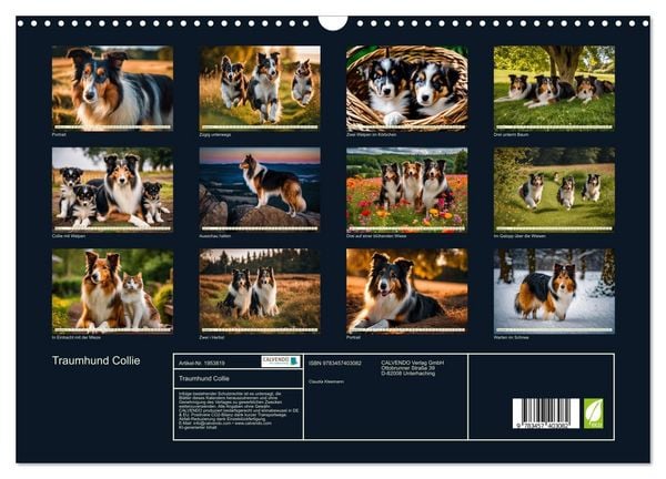 Produktbild: Traumhund Collie (Wandkalender 2026 DIN A3 quer), CALVENDO Monatskalender