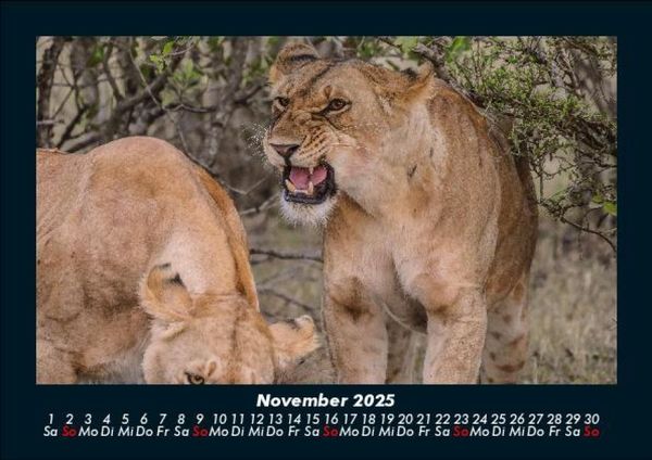 Produktbild: L&ouml;wen in der Wildnis 2025 Fotokalender DIN A5