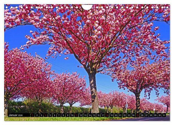 Produktbild: Fr&uuml;hling in Magdeburg (Wandkalender 2026 DIN A4 quer), CALVENDO Monatskalender