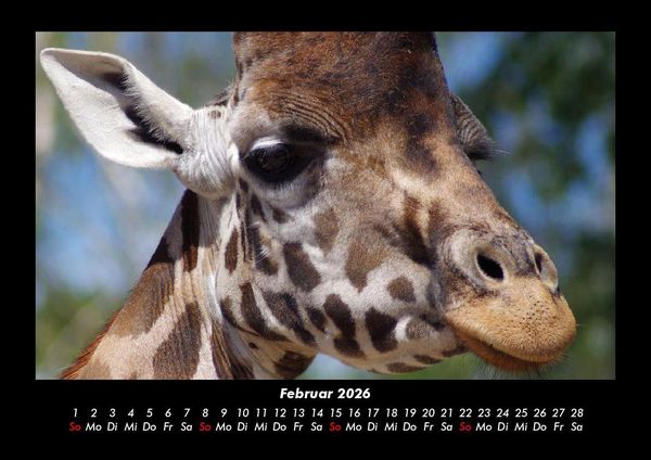Produktbild: Giraffen 2026 Fotokalender DIN A3