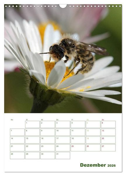 Produktbild: Bienen-Terminplaner 2026 (Wandkalender 2026 DIN A3 hoch), CALVENDO Monatskalender