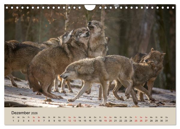 Produktbild: Wolfsrudel (Wandkalender 2026 DIN A4 quer), CALVENDO Monatskalender