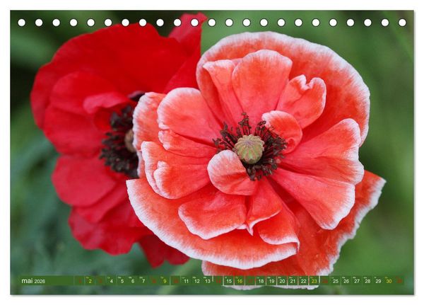 Produktbild: La beaut&eacute; des fleurs (Calendrier de bureau 2026 DIN A5 vertical), CALVENDO calendrier mensuel