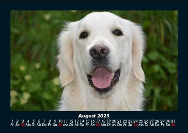 Produktbild: Der Hundekalender 2025 Fotokalender DIN A5