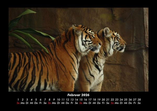 Produktbild: Tiger 2026 Fotokalender DIN A3