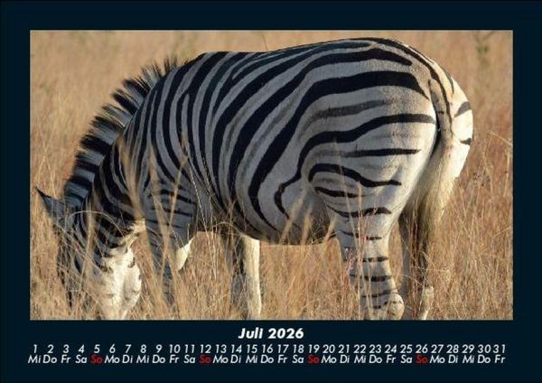 Produktbild: Zebrazauber 2026 Fotokalender DIN A5