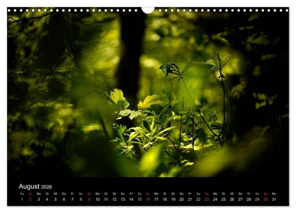Produktbild: Mysterium Wald (Wandkalender 2026 DIN A3 quer), CALVENDO Monatskalender