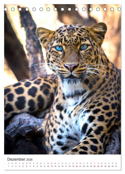 Produktbild: Leoparden - Die Beute im Visier. (Tischkalender 2026 DIN A5 hoch), CALVENDO Monatskalender