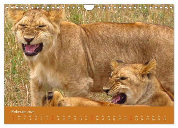 Produktbild: Auge in Auge mit den Tieren Afrikas (Wandkalender 2026 DIN A4 quer), CALVENDO Monatskalender