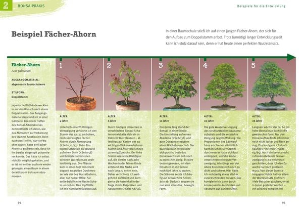Produktbild: Bonsai ziehen, gestalten und pflegen