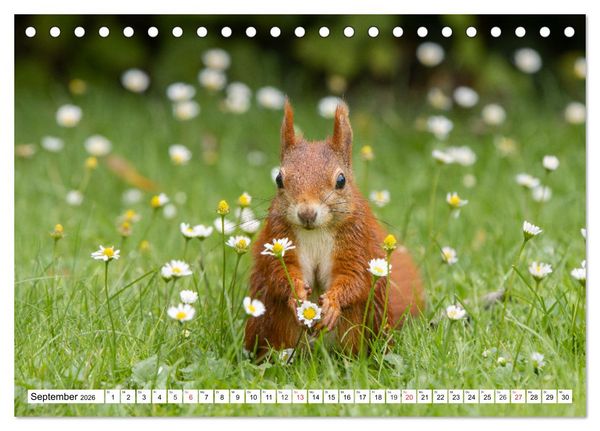 Produktbild: Eichh&ouml;rnchen im K&ouml;niglichen Garten (Tischkalender 2026 DIN A5 quer), CALVENDO Monatskalender