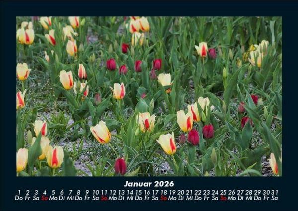 Produktbild: Blumenkalender 2026 Fotokalender DIN A5