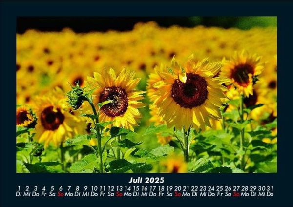 Produktbild: Blumenzauber 2025 Fotokalender DIN A5