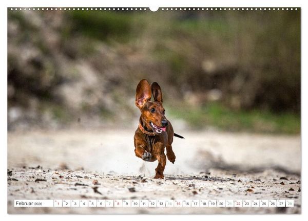 Produktbild: DACKEL... wissen was sie wollen... (und was nicht...) (hochwertiger Premium Wandkalender 2026 DIN A2 quer), Kunstdruck in Hochglanz