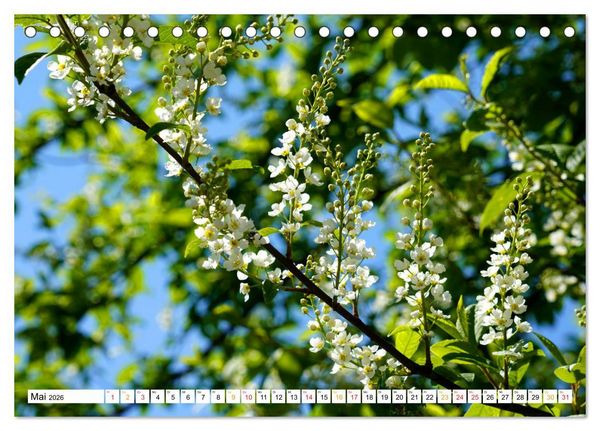 Produktbild: 12 Monate Natur (Tischkalender 2026 DIN A5 quer), CALVENDO Monatskalender