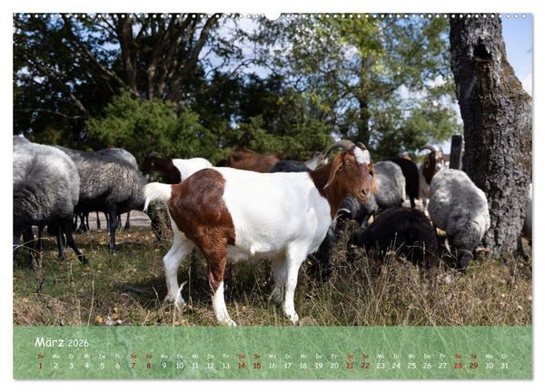 Produktbild: Im Herzen der L&uuml;neburger Heide (Wandkalender 2026 DIN A2 quer), CALVENDO Monatskalender