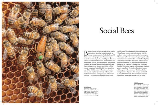 Produktbild: Bees