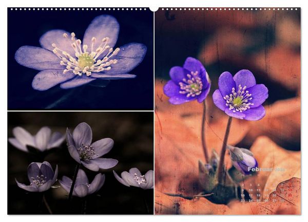 Produktbild: Blumenreise 2026 (hochwertiger Premium Wandkalender 2026 DIN A2 quer), Kunstdruck in Hochglanz