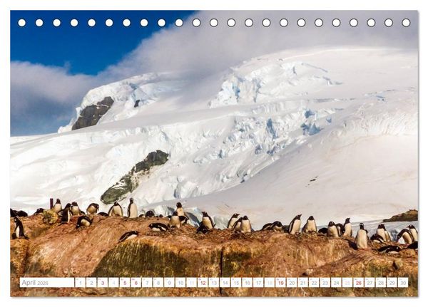 Produktbild: Antarktis - Das Reich der Pinguine (Tischkalender 2026 DIN A5 quer), CALVENDO Monatskalender