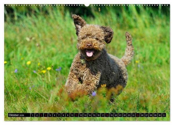 Produktbild: Lagotto Romagnolo - Italienischer Tr&uuml;ffelhund (hochwertiger Premium Wandkalender 2026 DIN A2 quer), Kunstdruck in Hochglanz