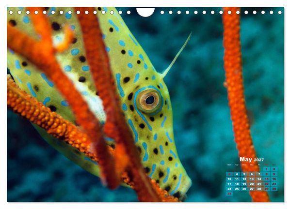 Produktbild: Oceans Alive - A World of Color and Diversity (Wall Calendar 2027 DIN A4 landscape), CALVENDO 12 Month Wall Calendar